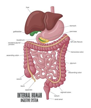 Part Of Internal Human Digestive System