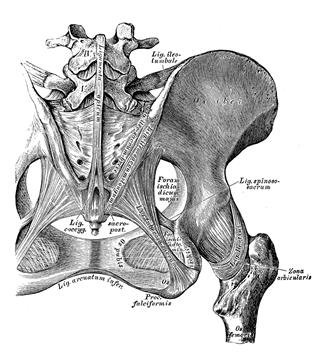 Hip Bone Ligaments And Joint
