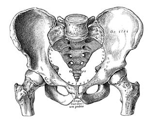 Human Anatomy Scientific Illustrations Pelvis
