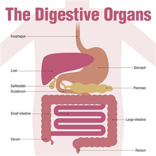 Human Digestive Organs