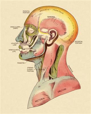 Muscles Of Head And Upper Body