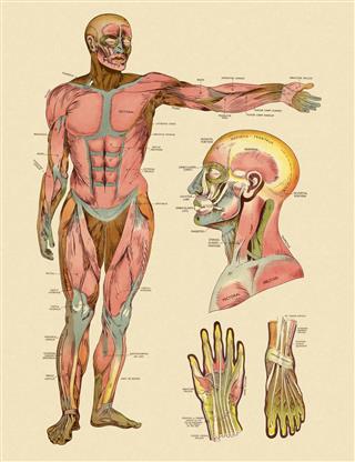 Front Muscles Of Human Body