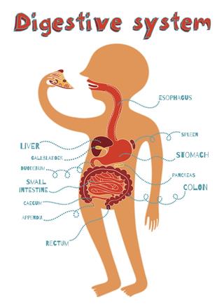 Human Digestive System For Kids