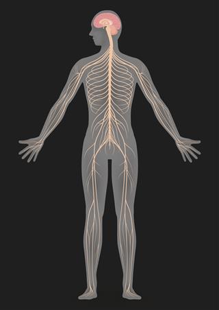 Human Body Silhouette And Nervous System