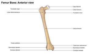 Femur Bone Anterior View