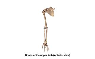 Bones Of The Upper Limb