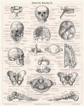Skeleton Of Men Engraving