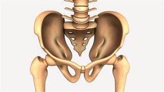Human Body Hip Anatomy