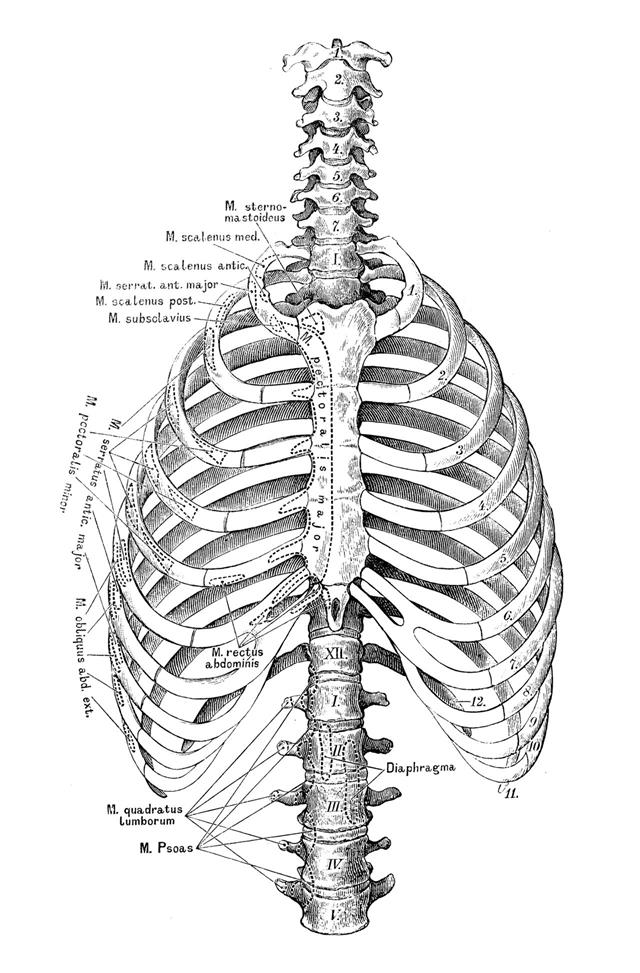 Rib Cage And Spine