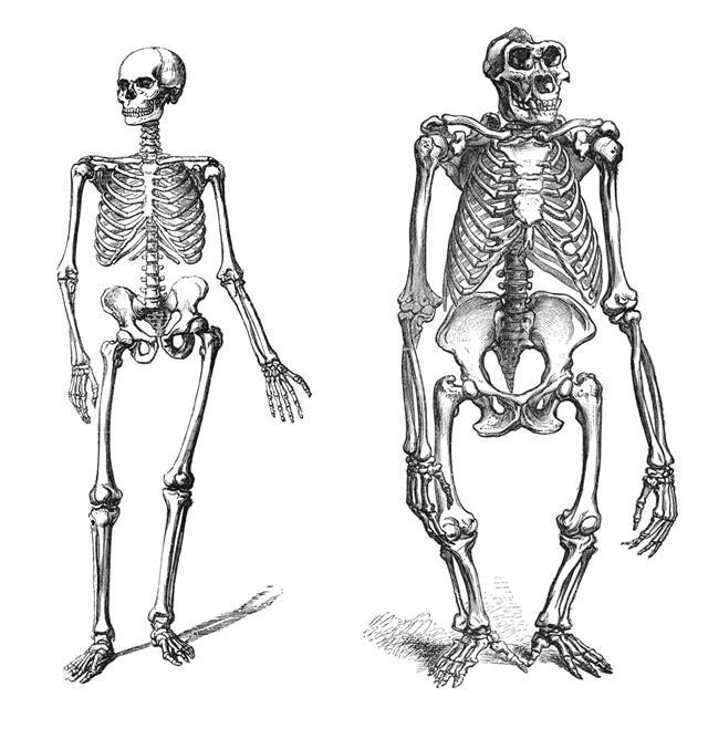 Comparison Between Human And Gorilla Skeleton