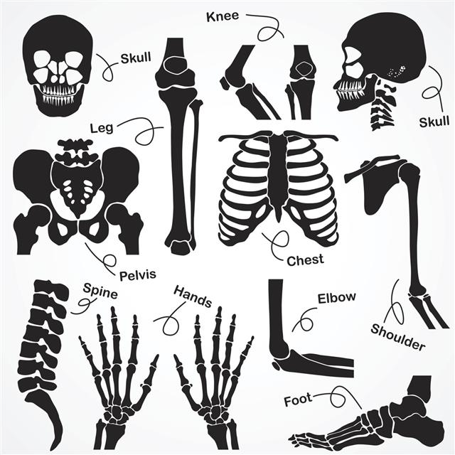 Collection Of Human Skeleton
