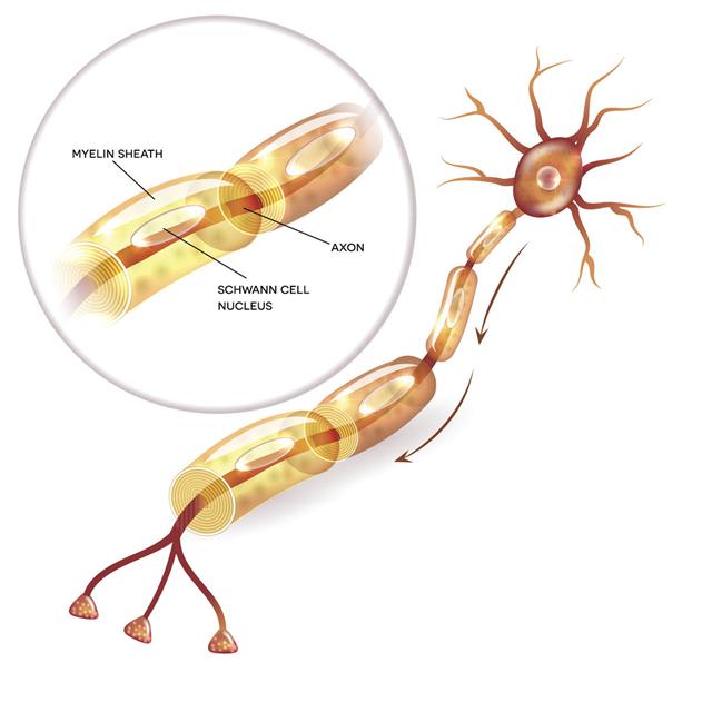 Neuron Myelin Sheath