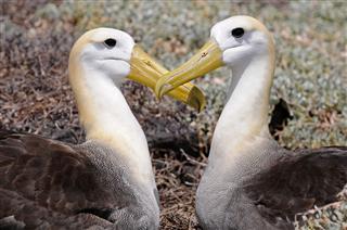 Albatrosses Puttheir Heads In Form Of Heart