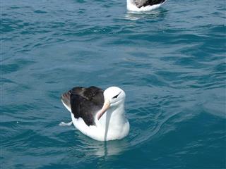 Albatross On The Sea New Zealand