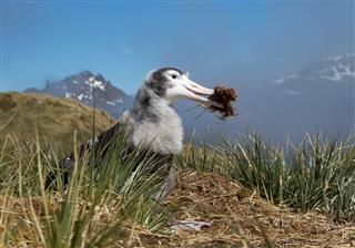 Young Wandering Albatross Playing With Grass