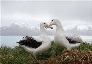 Pair Of Wandering Albatrosses On The Nest