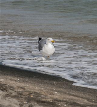 Seagulls On Beach Sand
