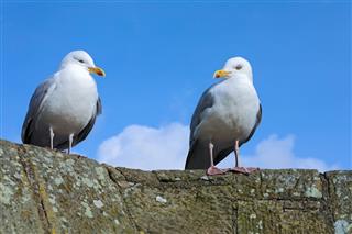 Seagulls Sitting On The Tower