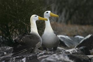 Pair Of Mating Albatross