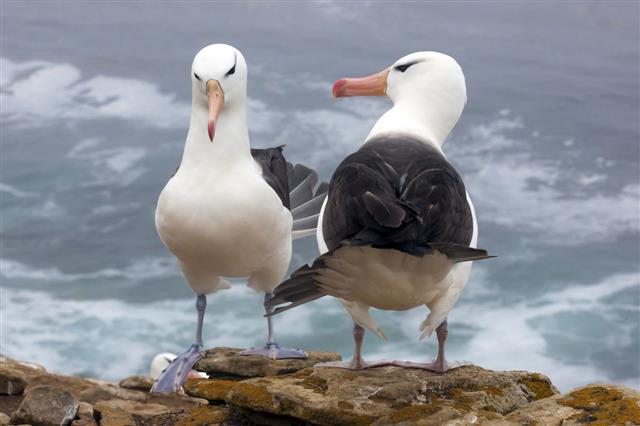 Black Browed Albatross On Falkland Islands
