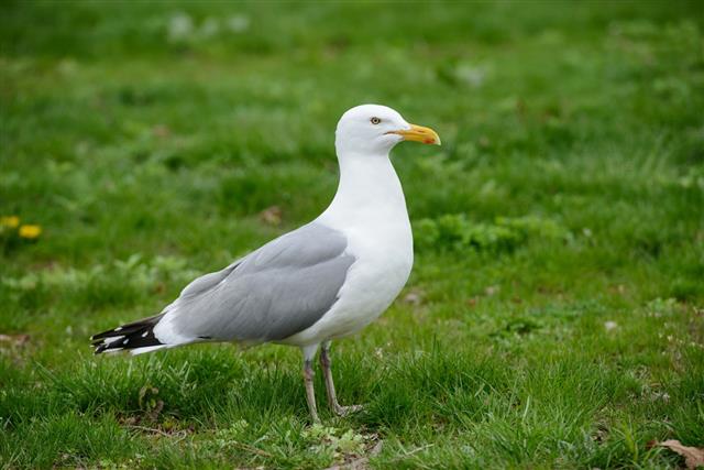 Seagull Bird Standing On Green Grass