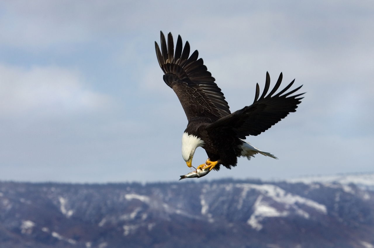 What do Eagles Eat - Bird Eden