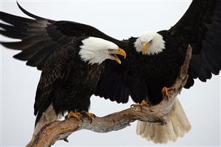Two bald eagles perched on tree branch