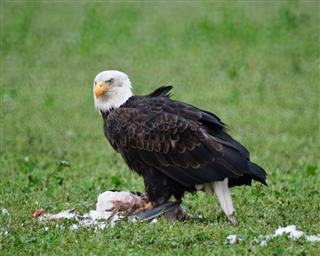 Bald Eagle Feeding on a Dead Snow Goose