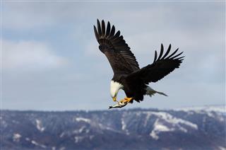 Bald Eagle Eating on-the-fly