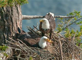 Bald Eagles Pair in the Nest
