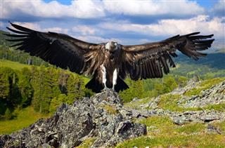 Vulture against rocks