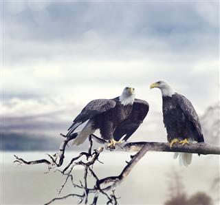 Two Bald Eagles