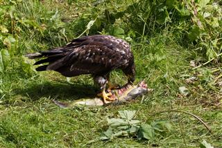 Bald eagle eating salmon