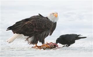 The Raven and Bald eagle