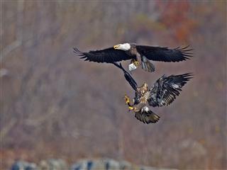 Bald Eagle Battle