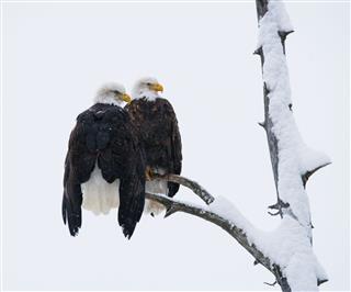 Two bald eagles sitting on a tree branch