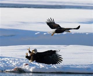 Two bald eagles are fighting for prey