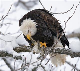Bald eagle sitting on a branch and eating prey