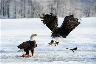 The Magpie and Bald eagles