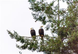 sad eagle couple