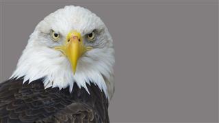 The head of the American eagle