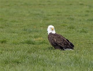 Bald Eagle sitting on a grass