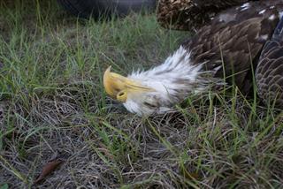 Fallen Eagle