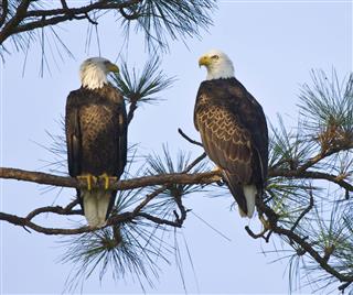 Pair of American Bald Eagles in a tree