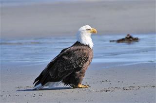 Beach Bald Eagle Profile