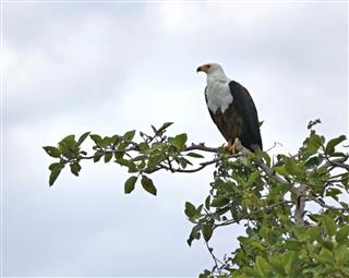 African Sea Eagle In Treetop