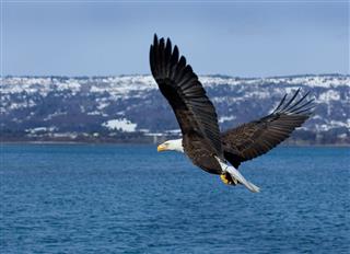Bald Eagle Flyby With Fish Alaska