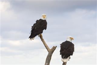 Bald Eagles Perched On Stump Alaska