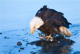Bald Eagle Eating A Fish Alaska