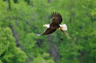 Bald Eagle Carries Nesting Material